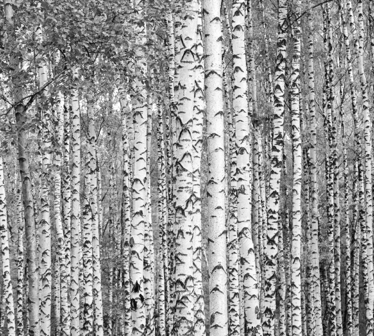 Береза черно белая