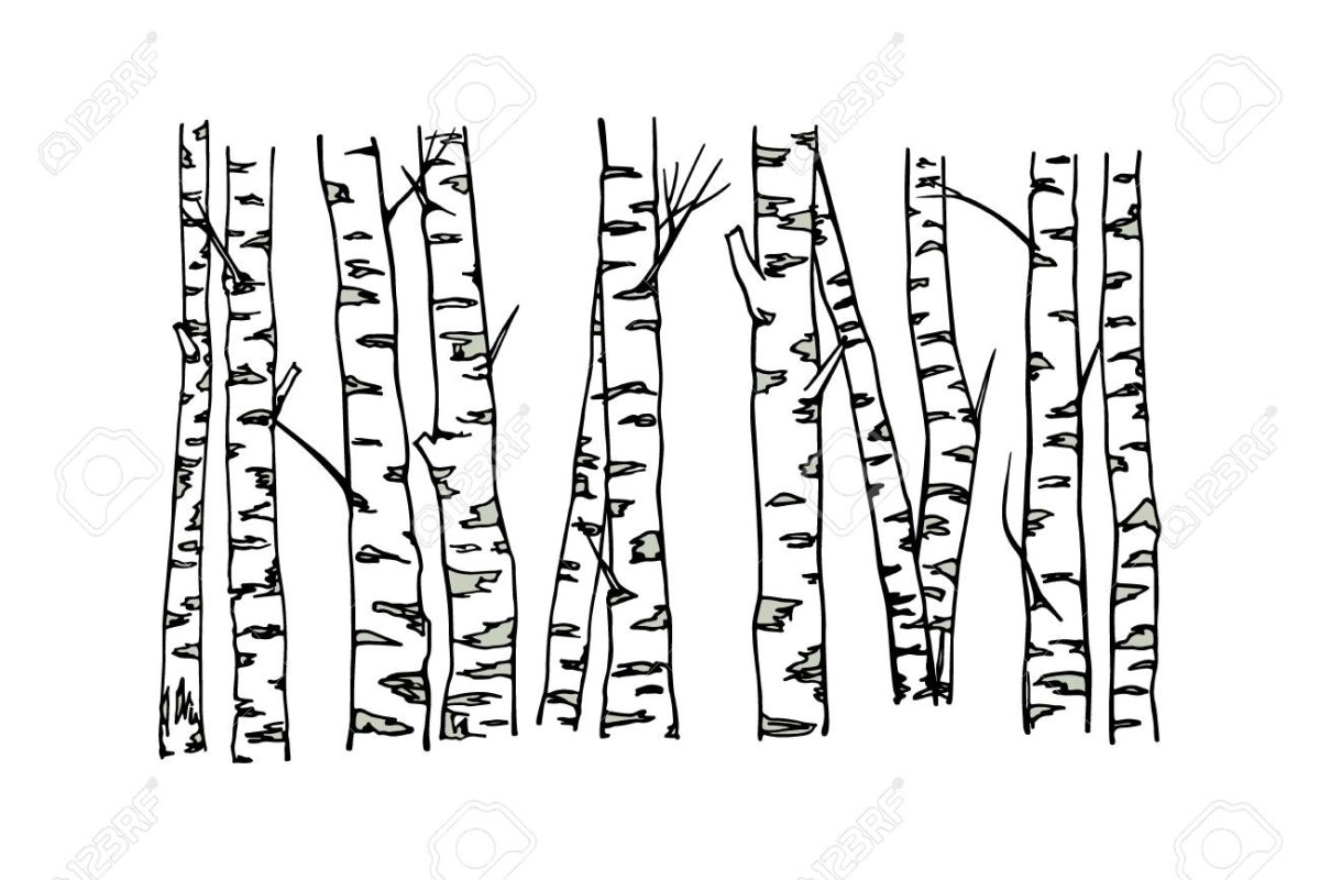 Ствол березы для аппликации