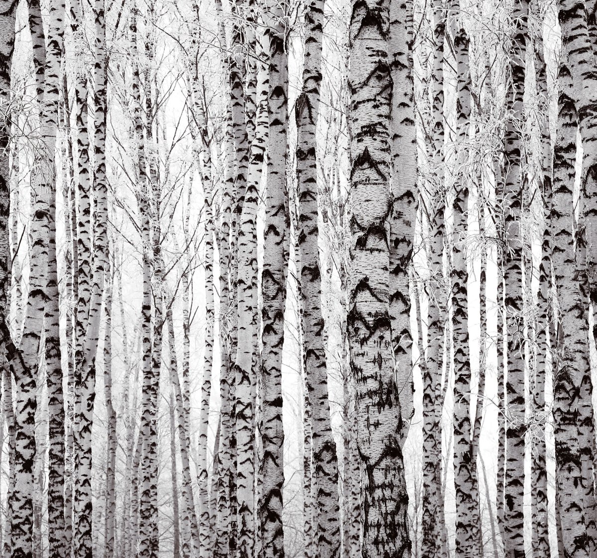 Обои флизелиновые березы