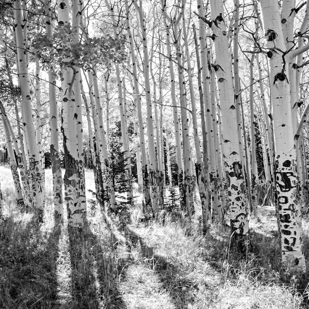 Березовая роща для гравировки