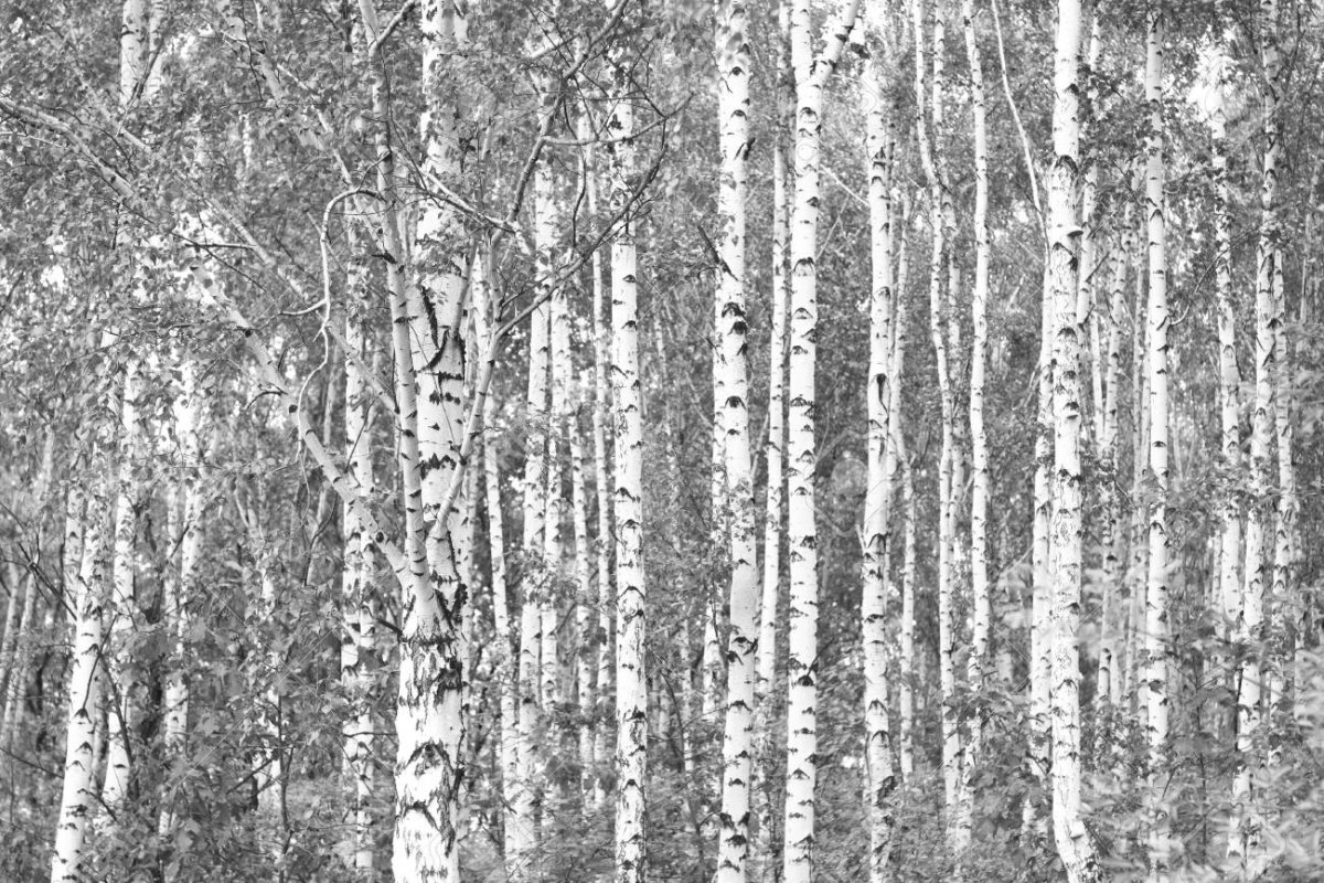 Вектор березовый лес черно белый