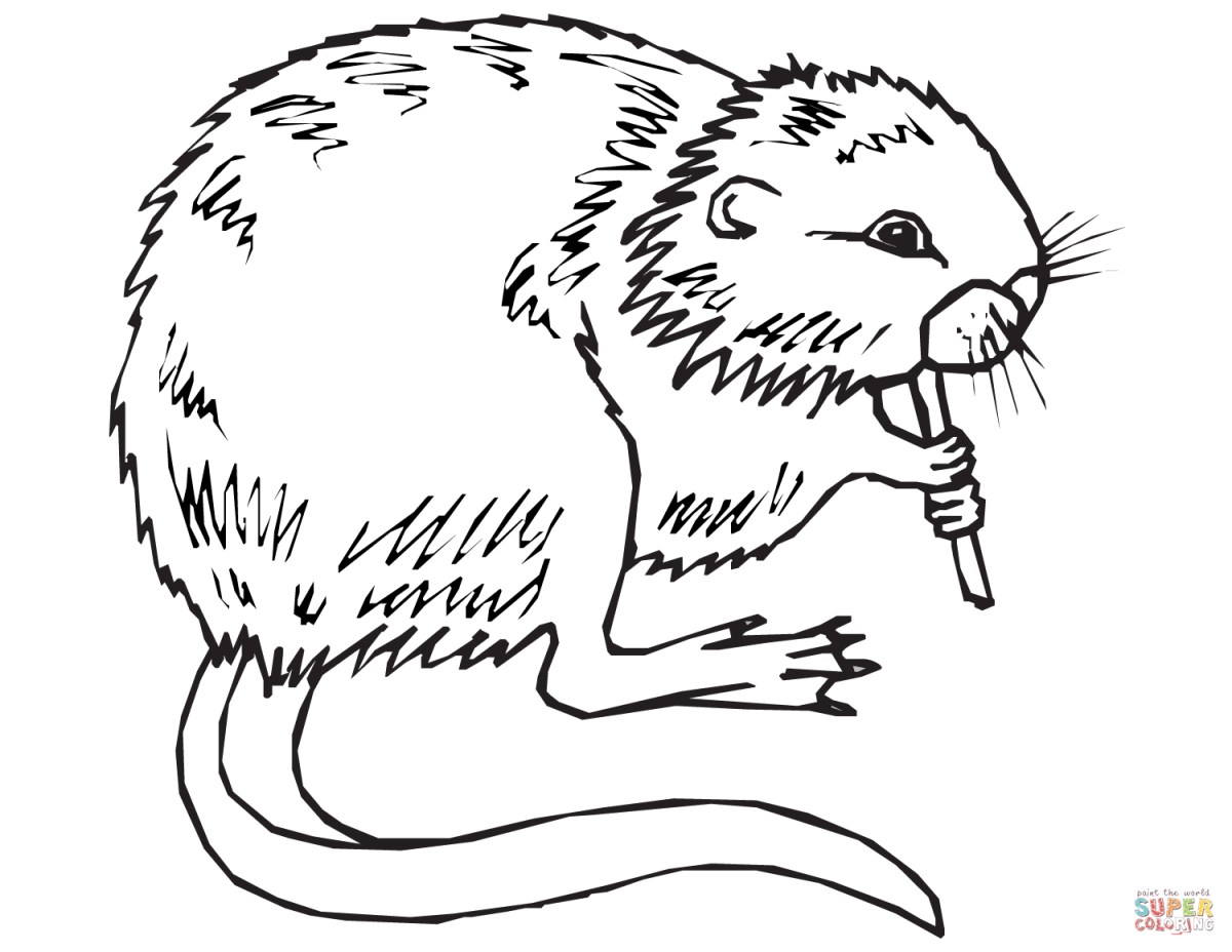 Ондатра раскраска для детей