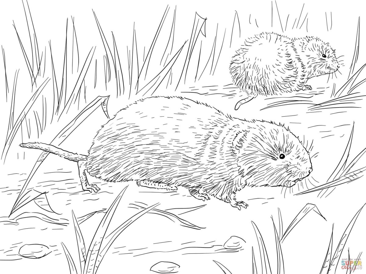 Выдра раскраска