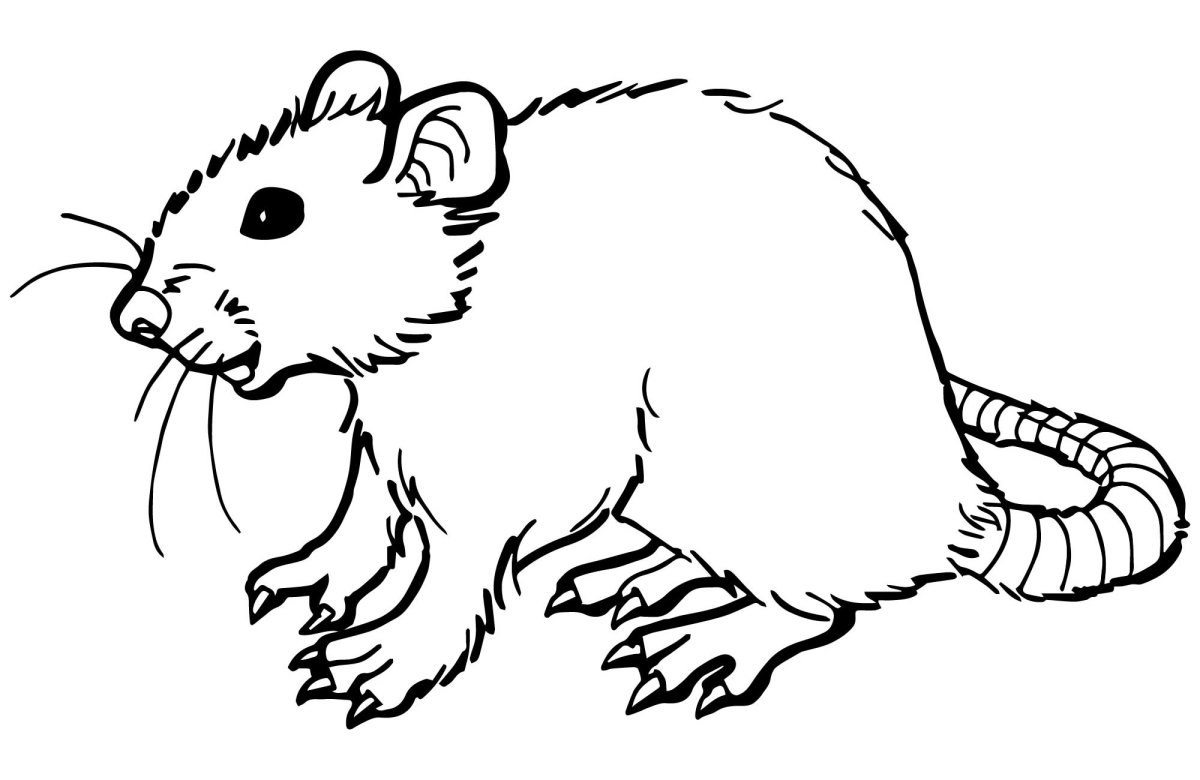 Ондатра без фона