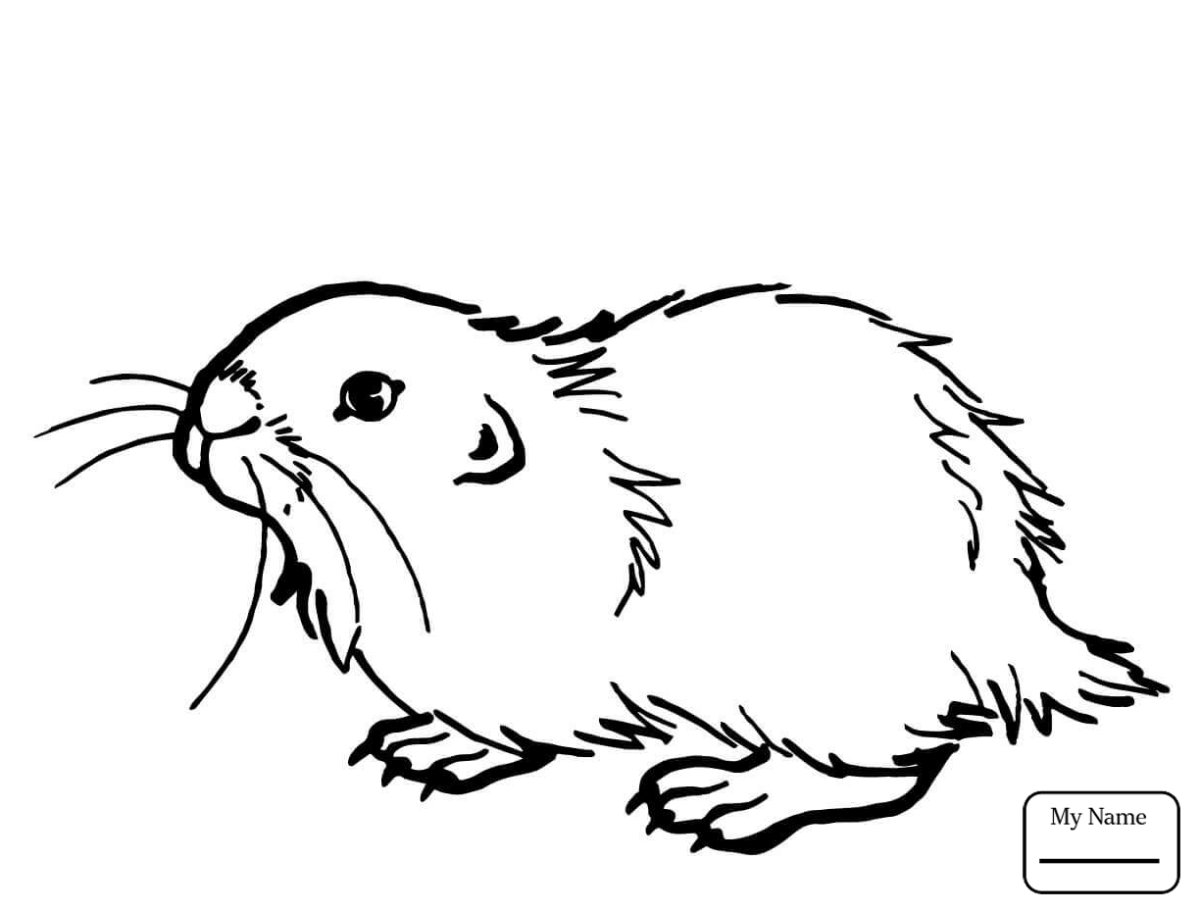 Ондатра раскраска для детей