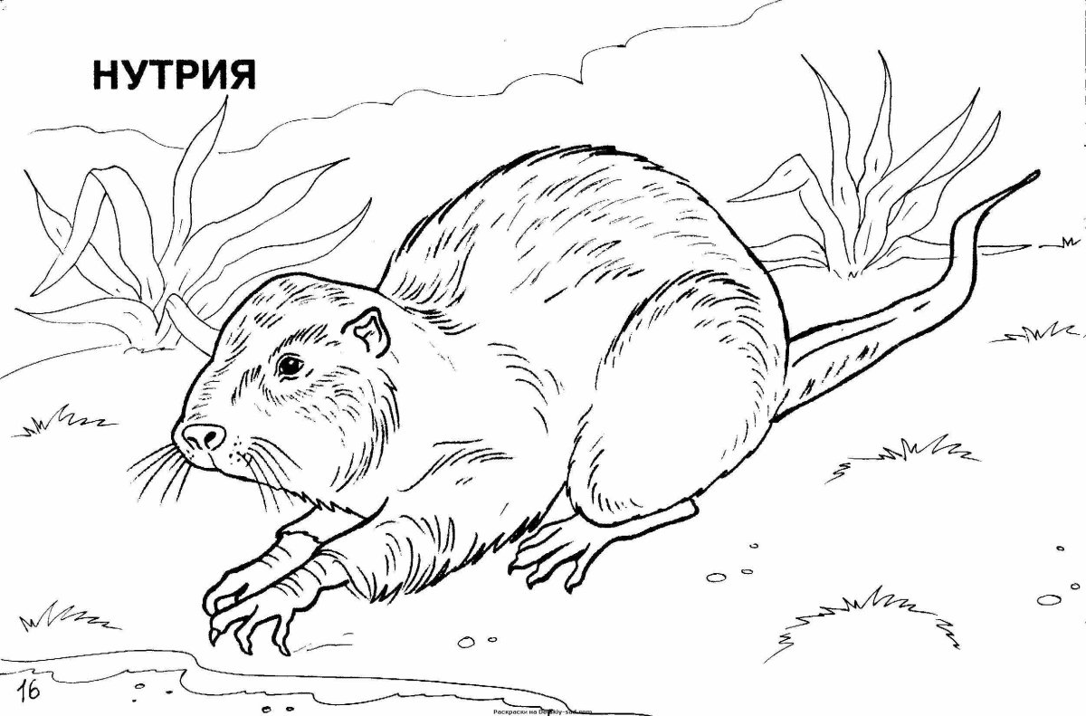 Выхухоль раскраска для детей