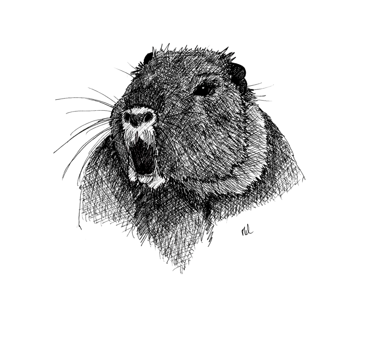 Раскраска бобра для детей