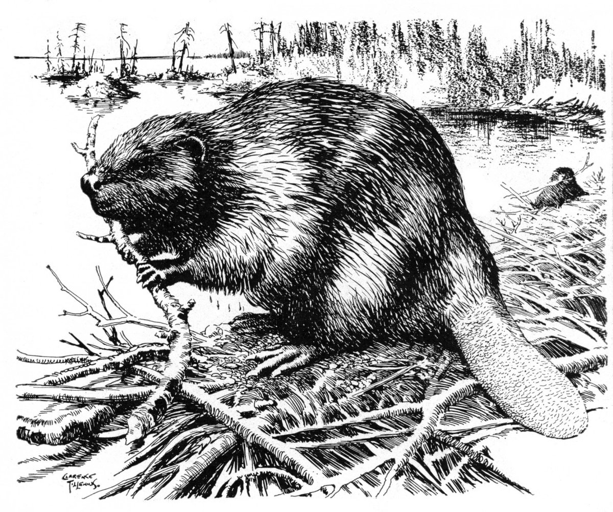 Выхухоль раскраска