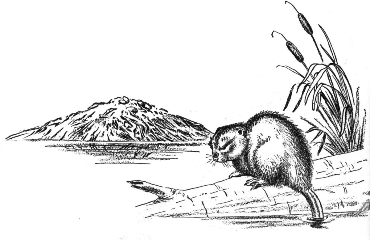 Раскраска морская выдра