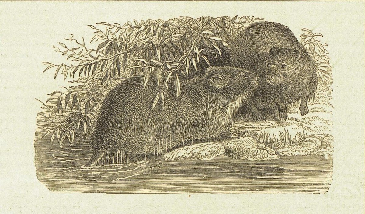 Западносибирский Речной Бобр рисунок