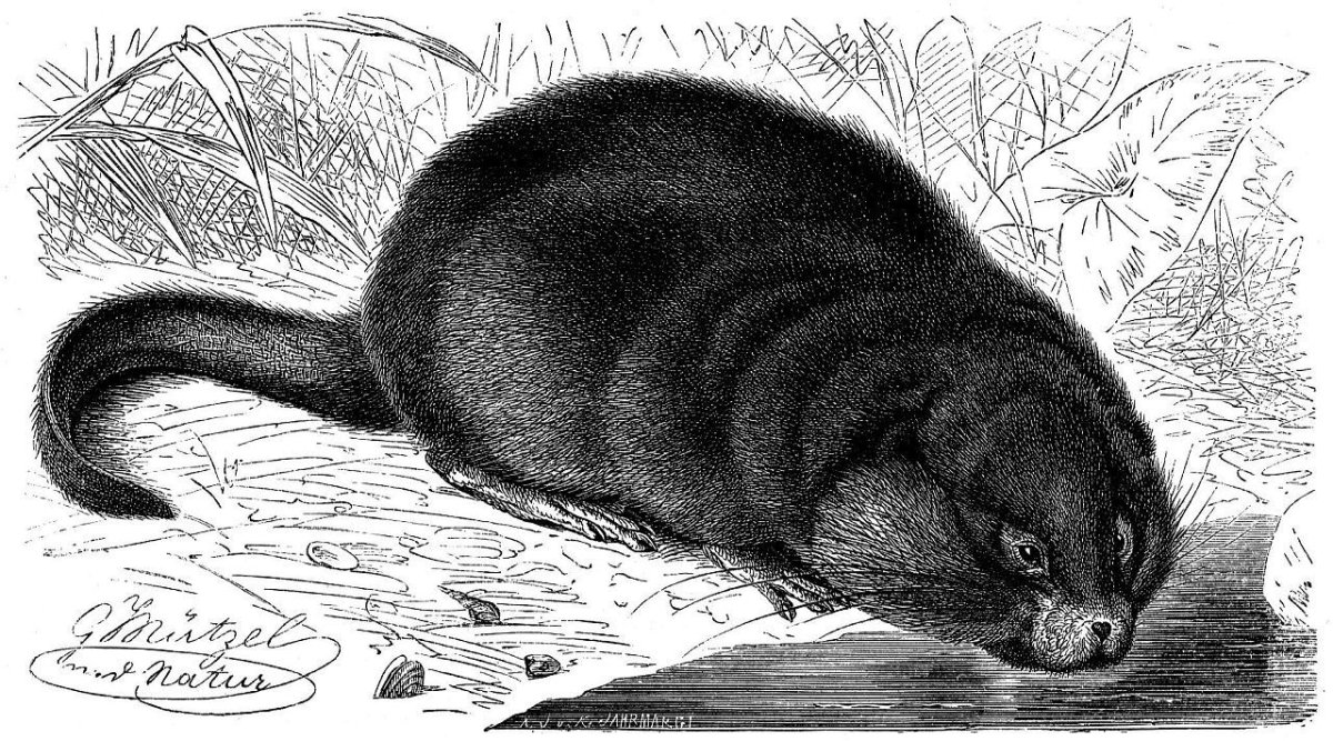 Нутрия рисунок