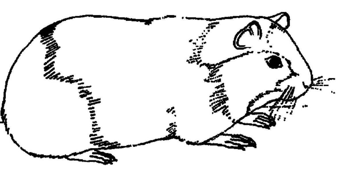 Хомяк рисунок