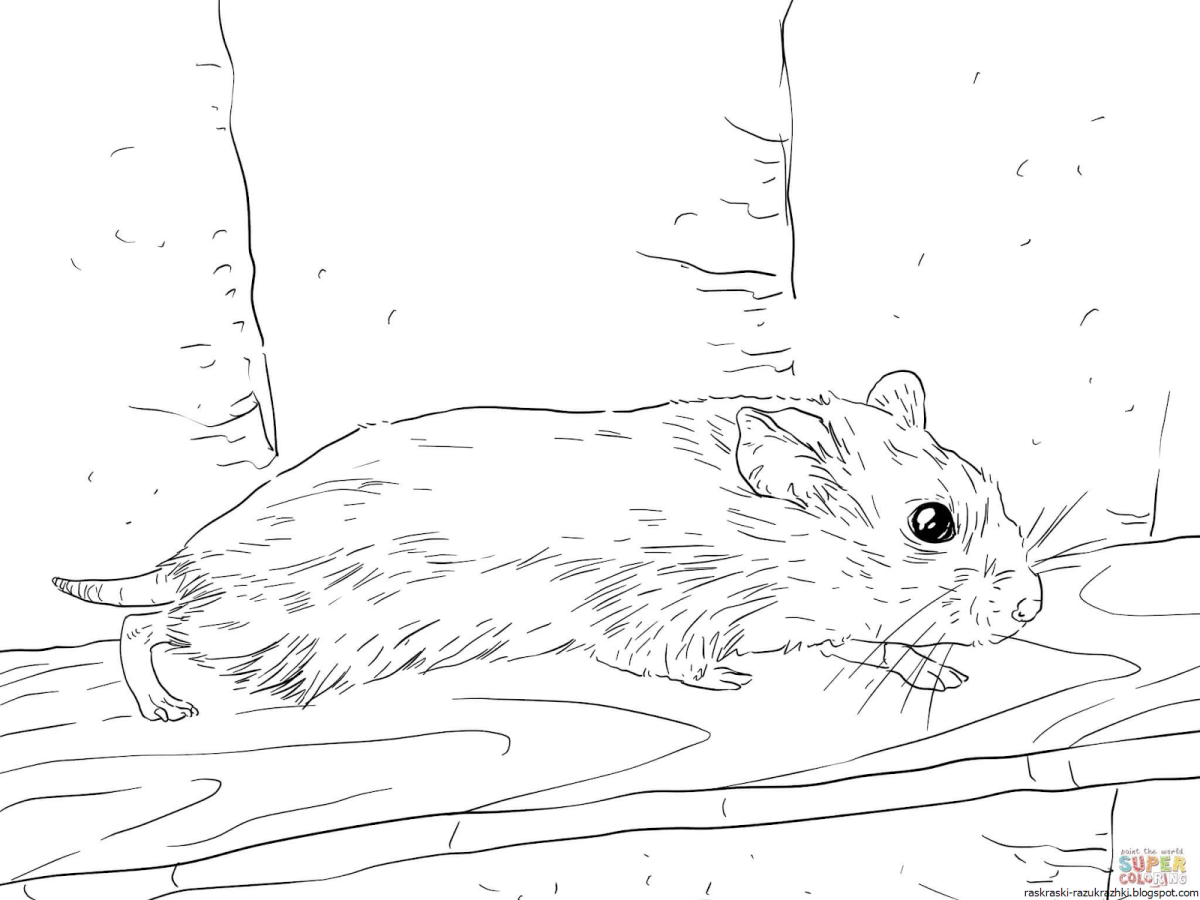 Раскраска джунгарский хомячок