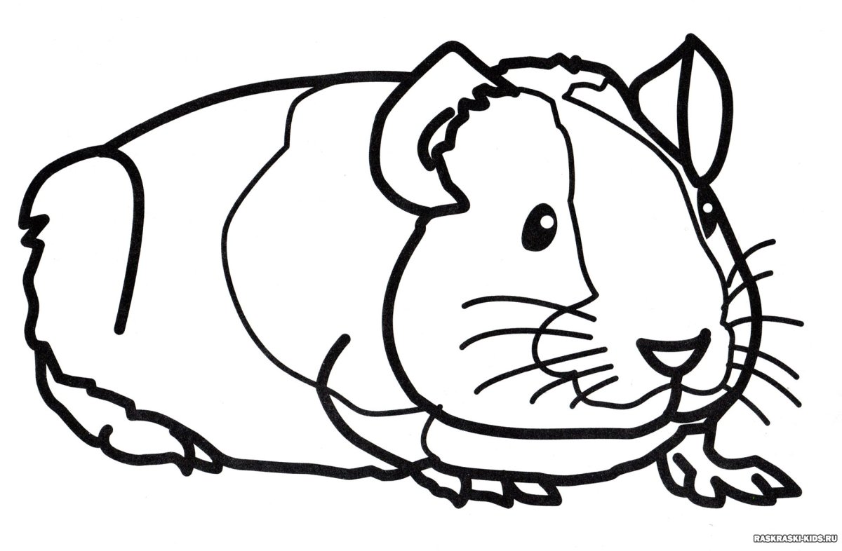 Раскраска джунгарский хомячок