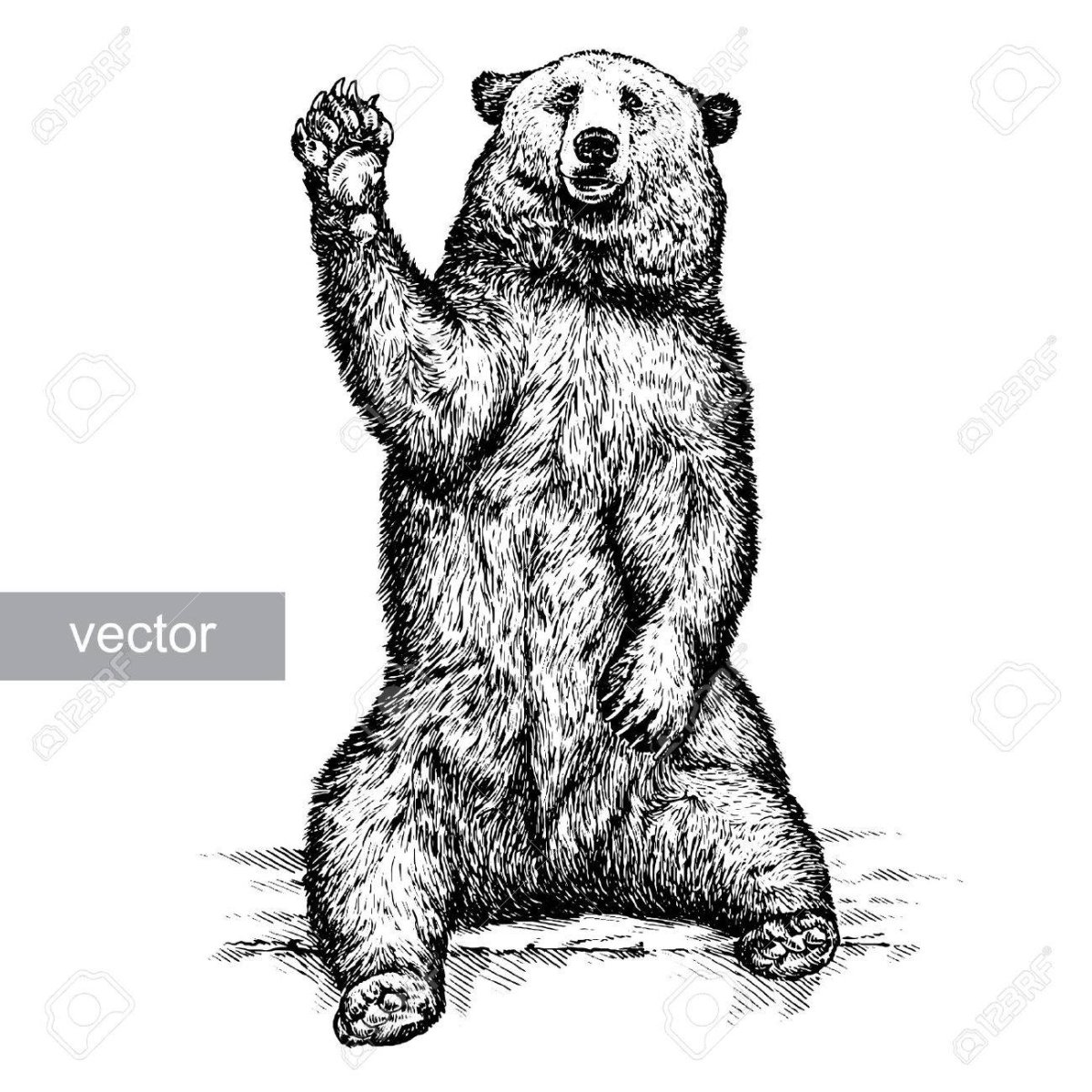 Медведь рисунок карандашом