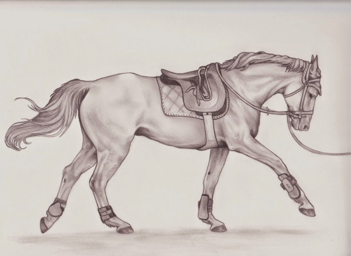 Лошадь скетчинг