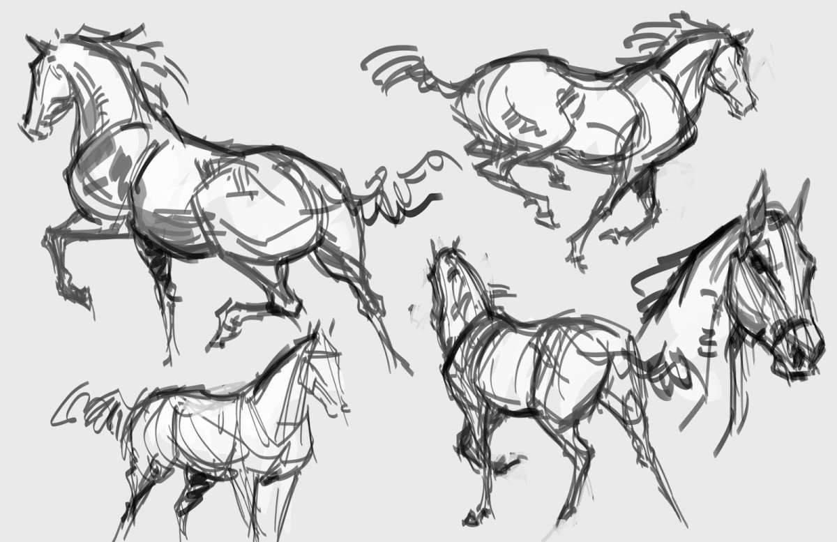 Эскизы лошади в разных ракурсах