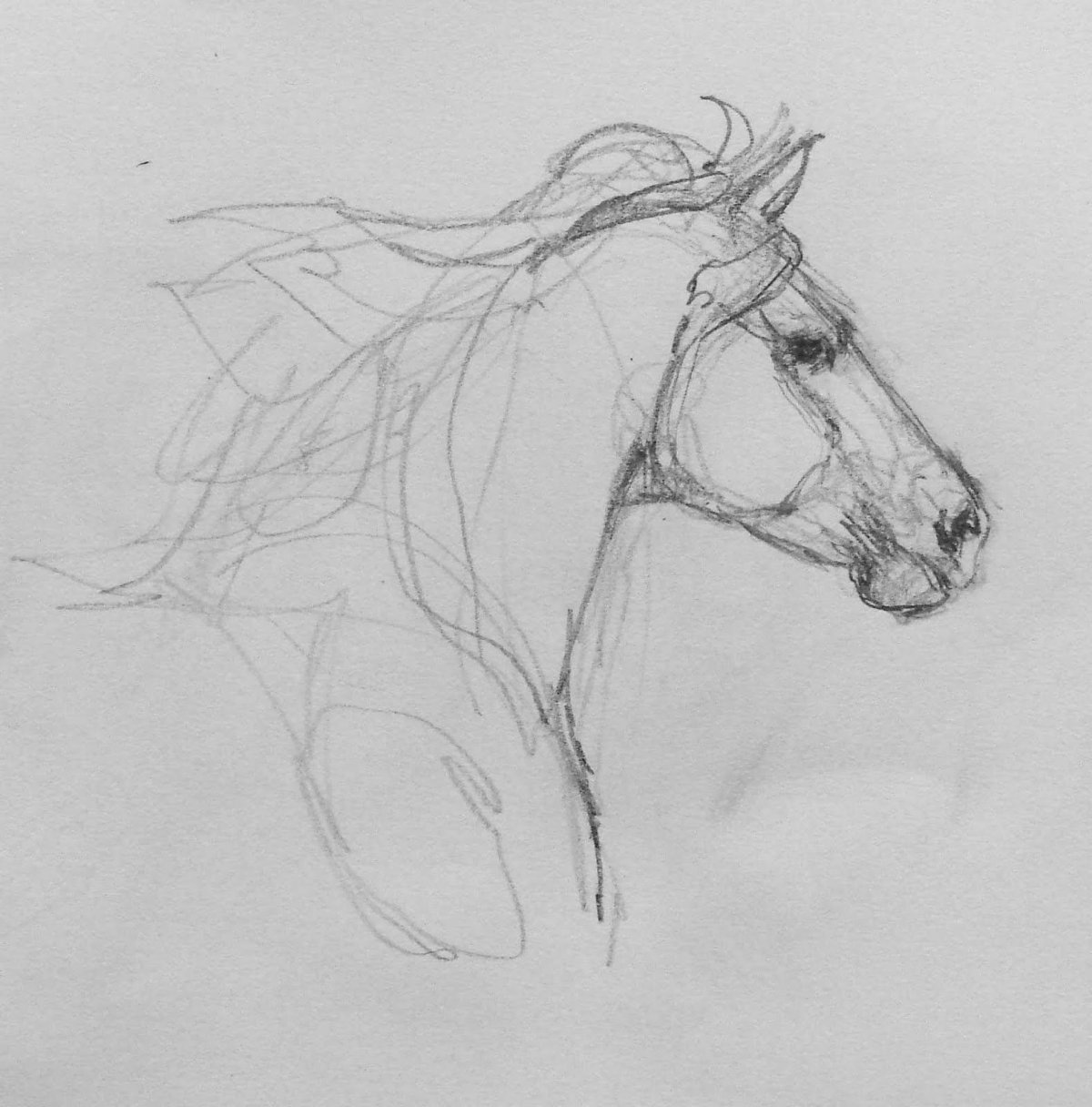 Красивый хвост лошади карандашом