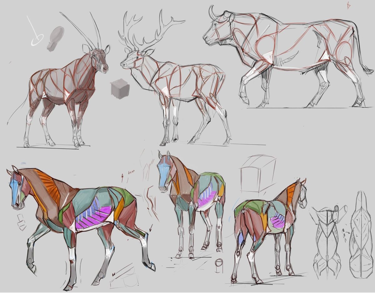 Лошадь сзади референс