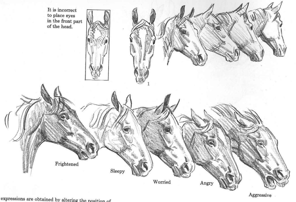 Наброски лошадей карандашом