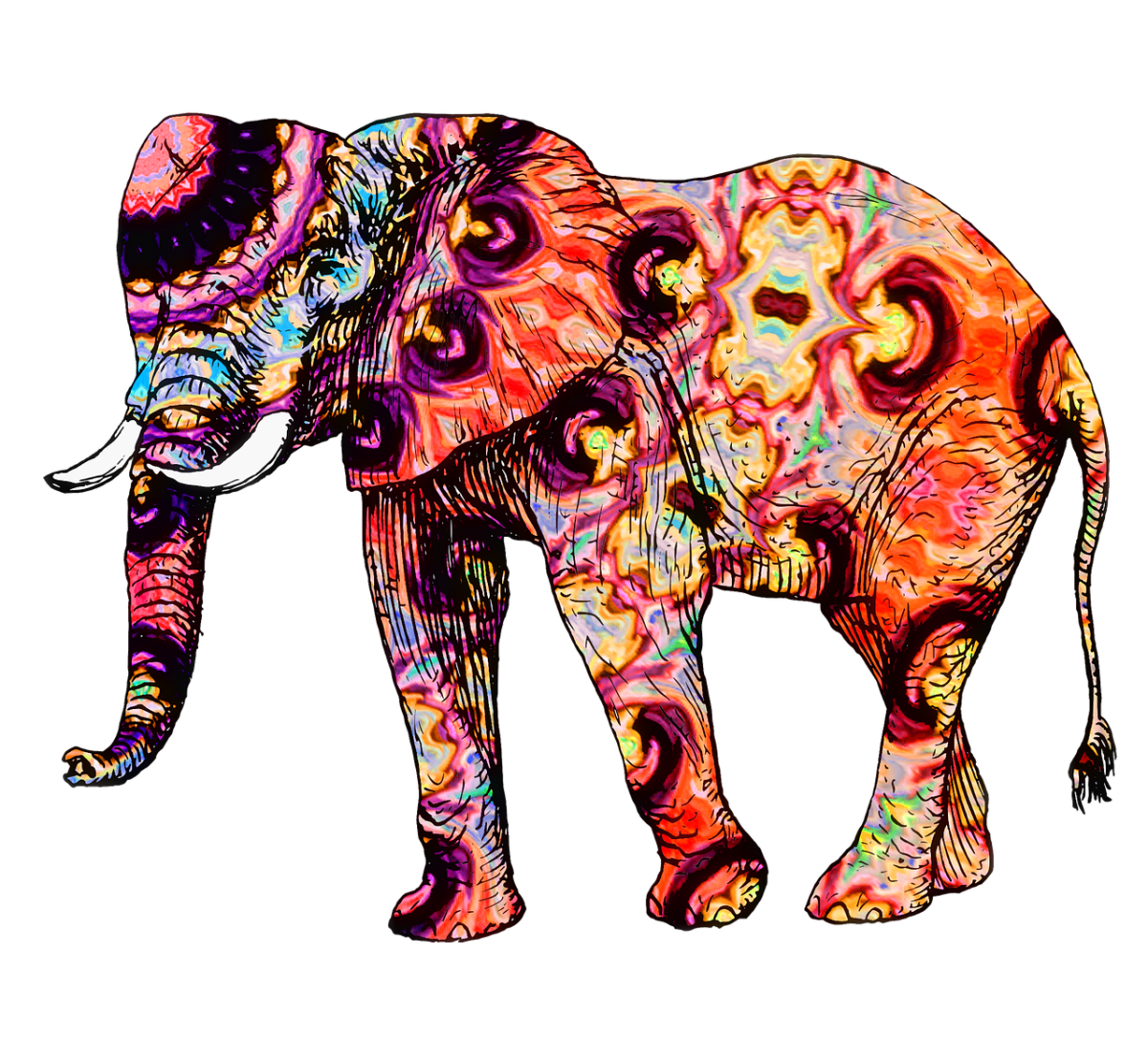 Индийские слоны на белом фоне