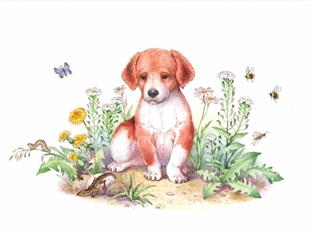 Первая охота Бианки рисунок карандашом