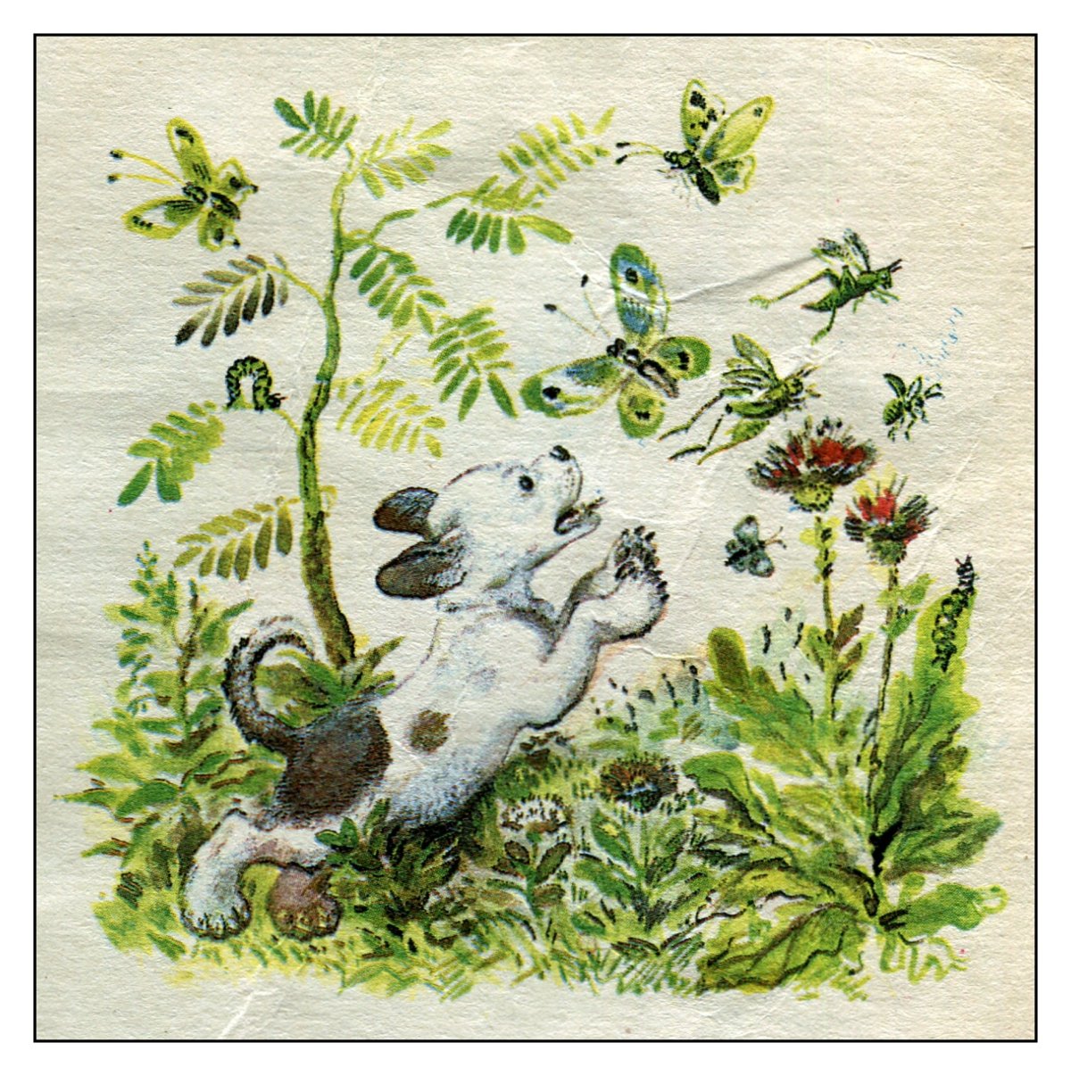 Бианки первая охота иллюстрации