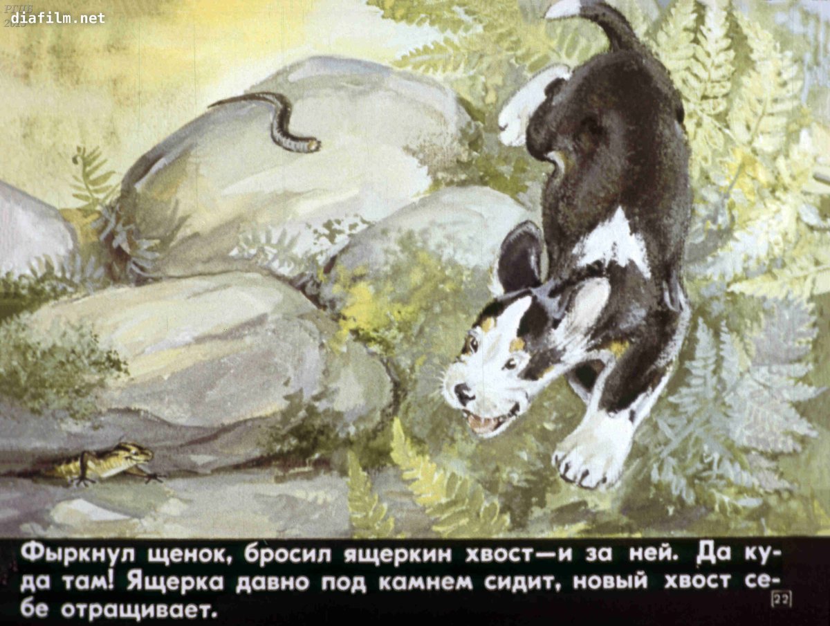 Жук бомбардир первая охота Бианки