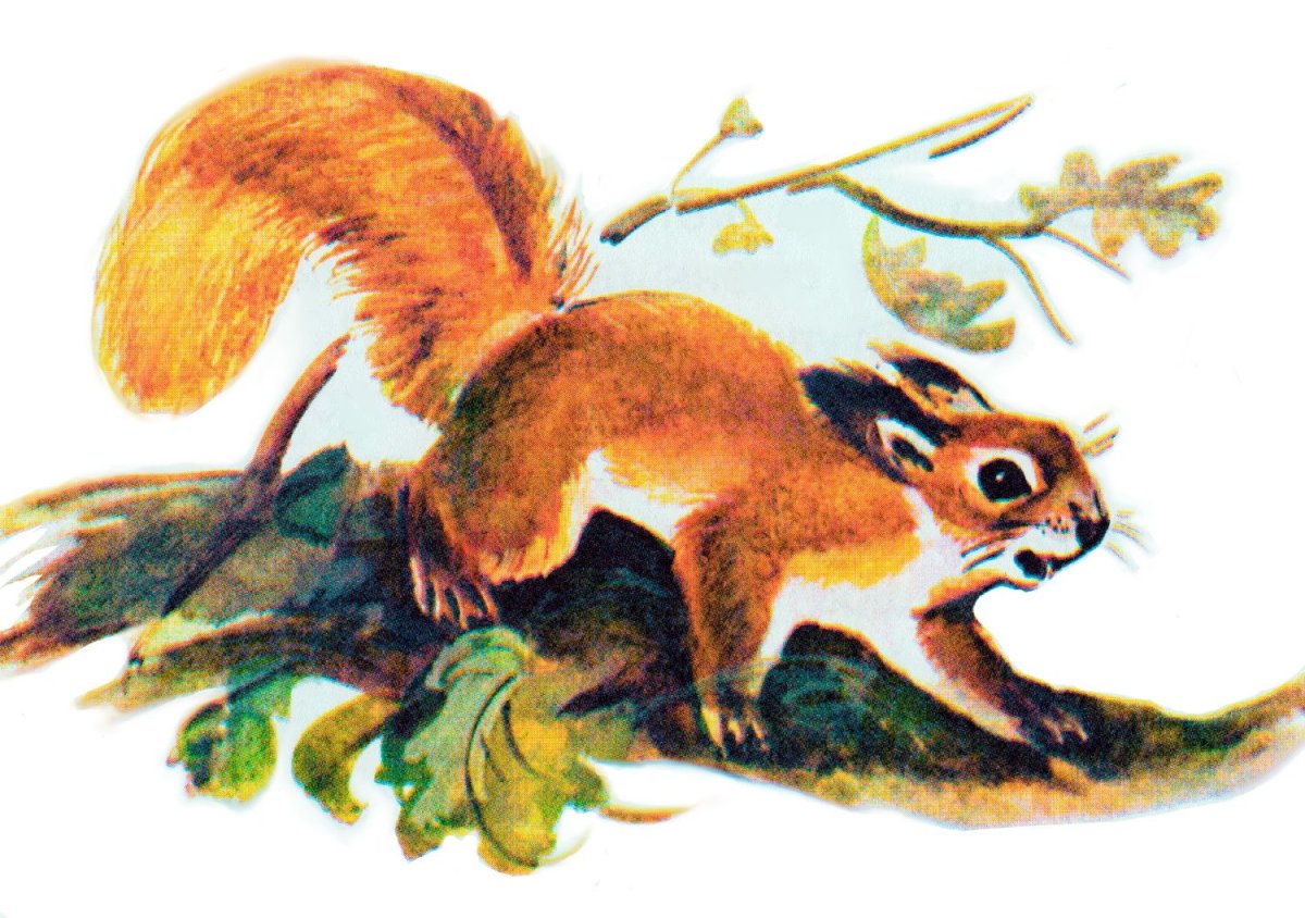 Бианки первая охота диафильм