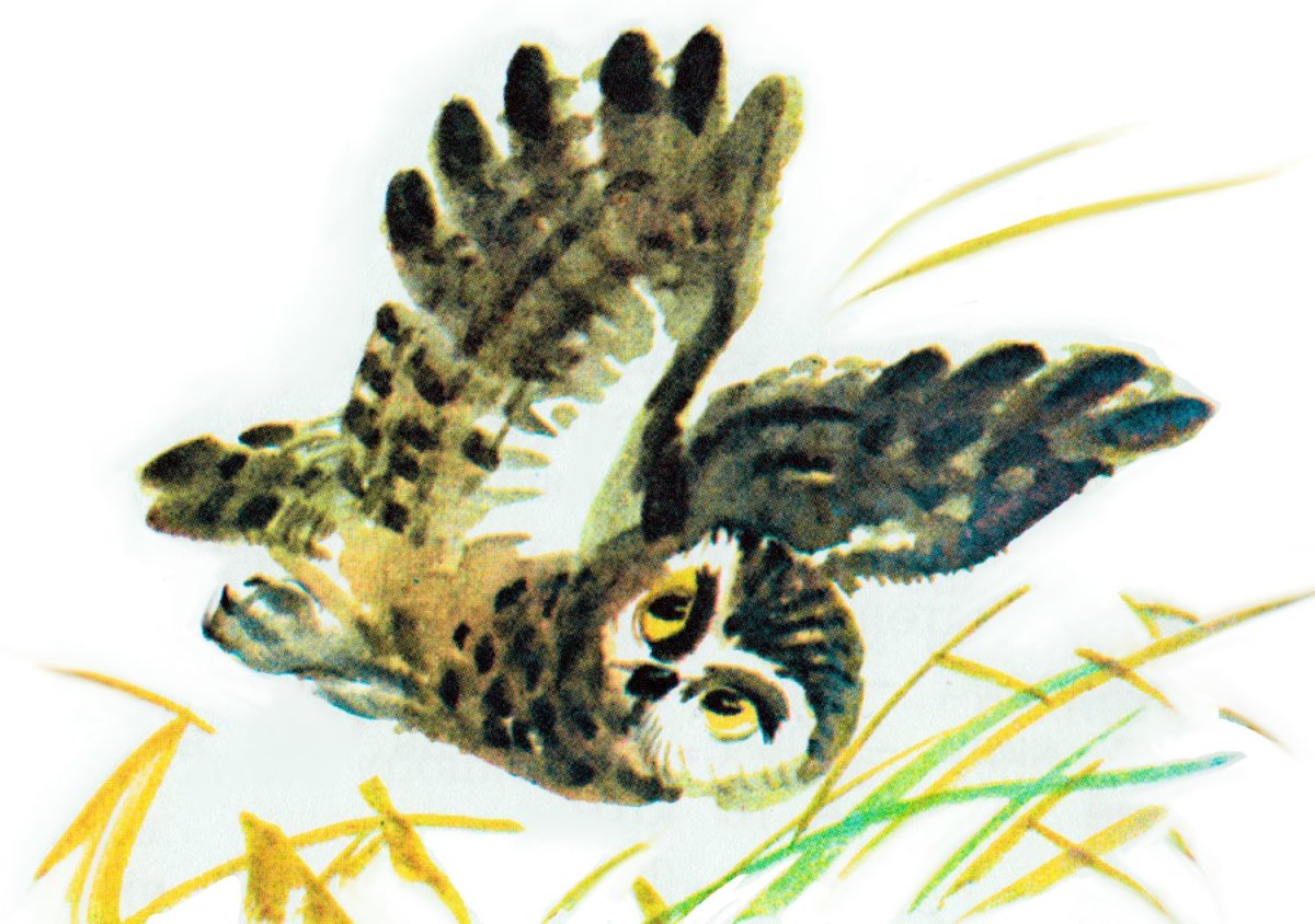 Удод первая охота Бианки