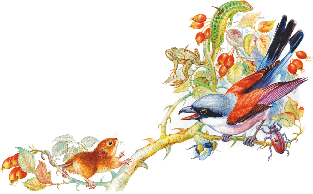 Бианки первая охота диафильм