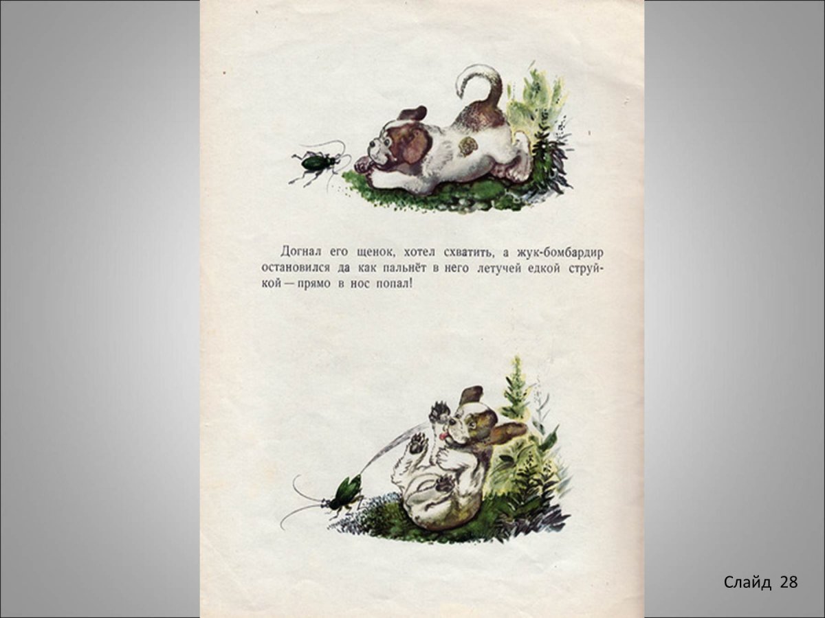 Первая охота Виталий Бианки