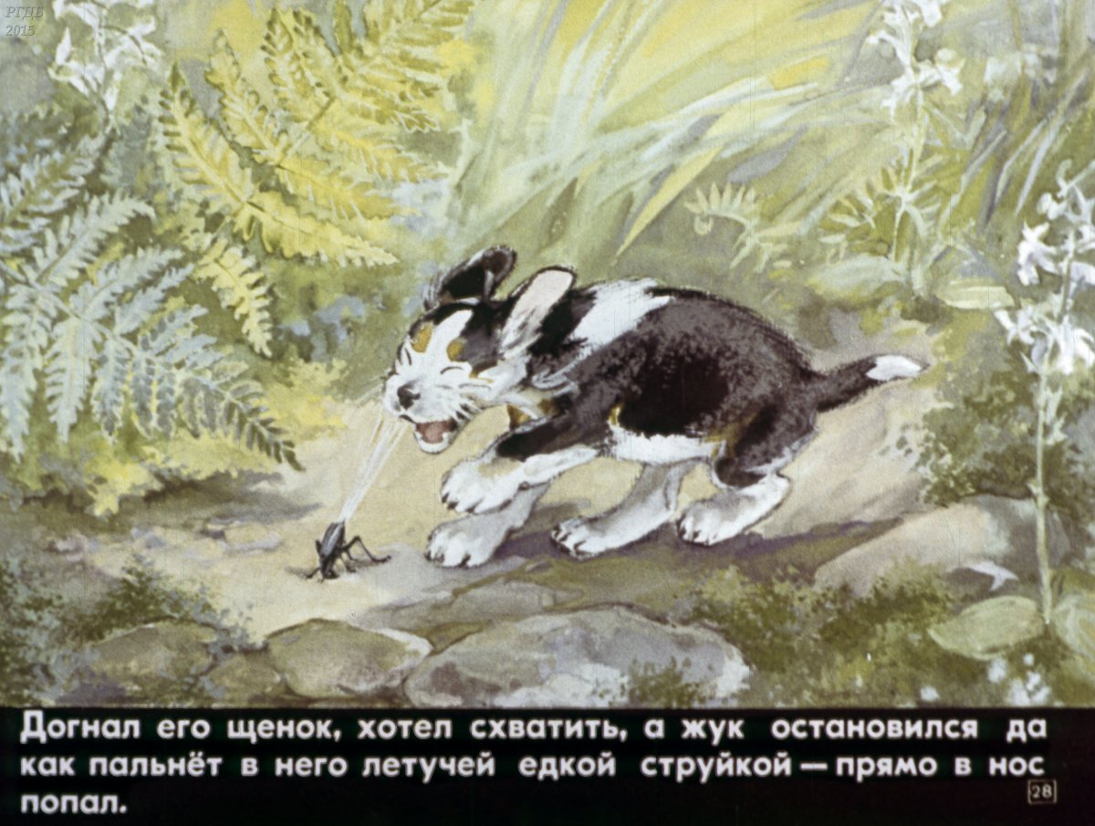 Чарушин литография иллюстрации