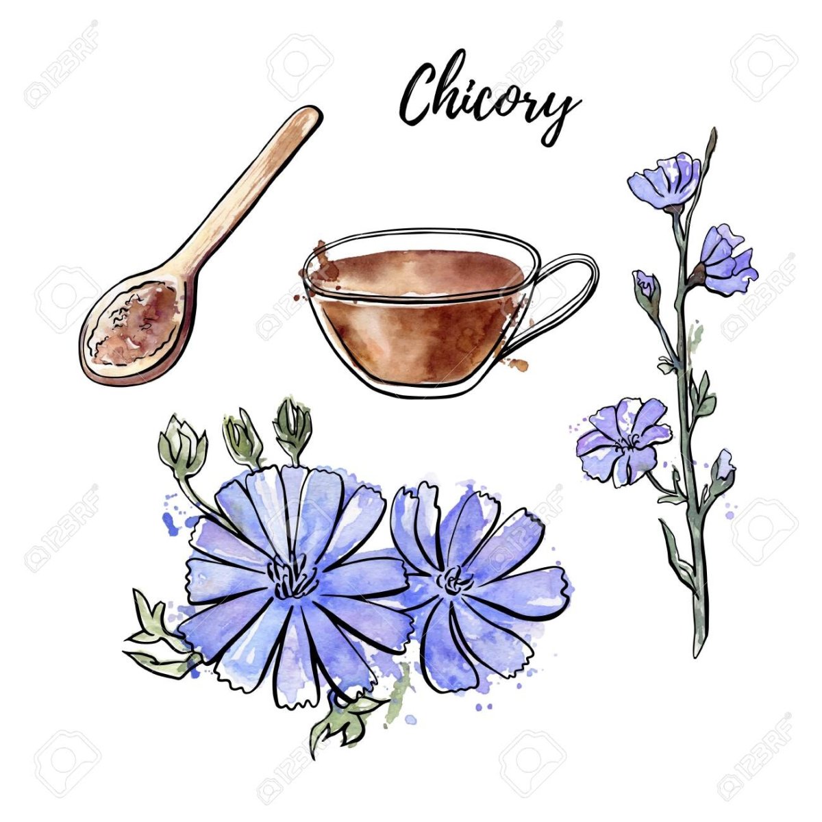 Цикорий раскраска