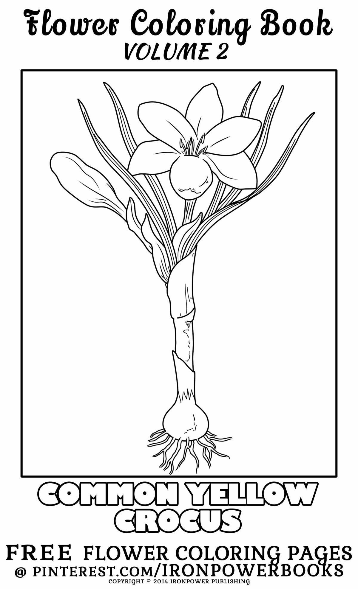 Цикорий стилизация растения