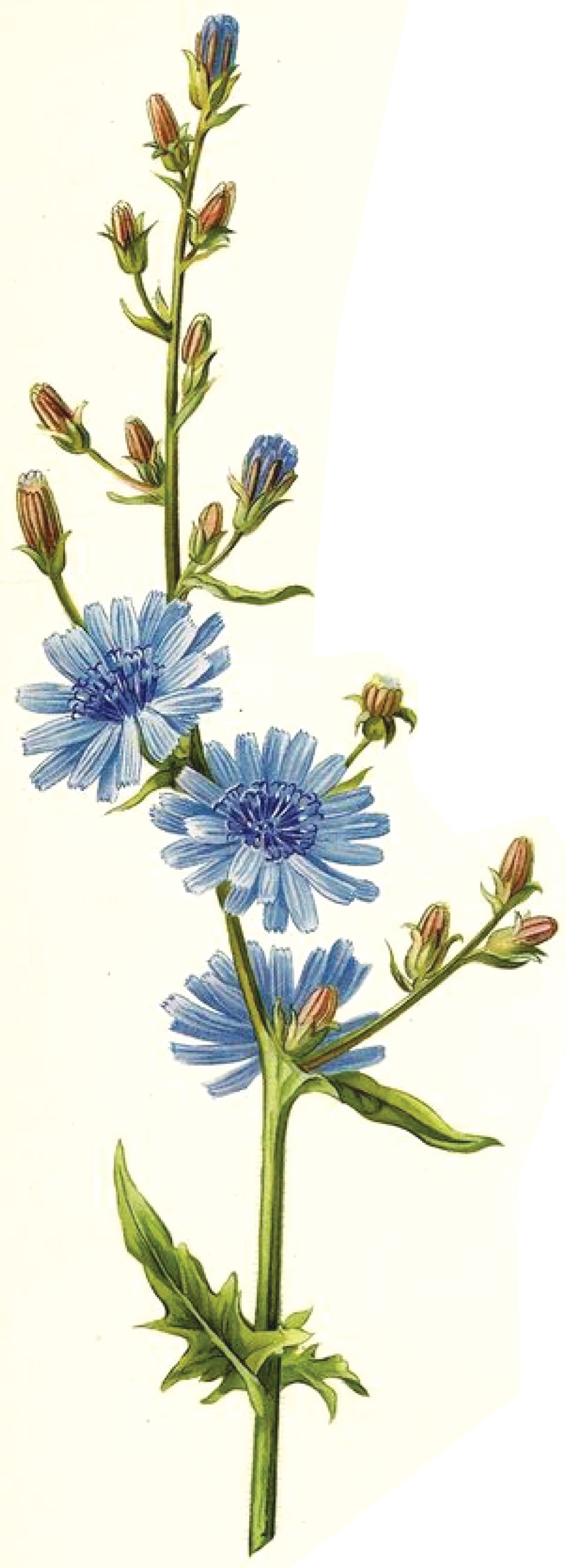 Цикорий раскраска