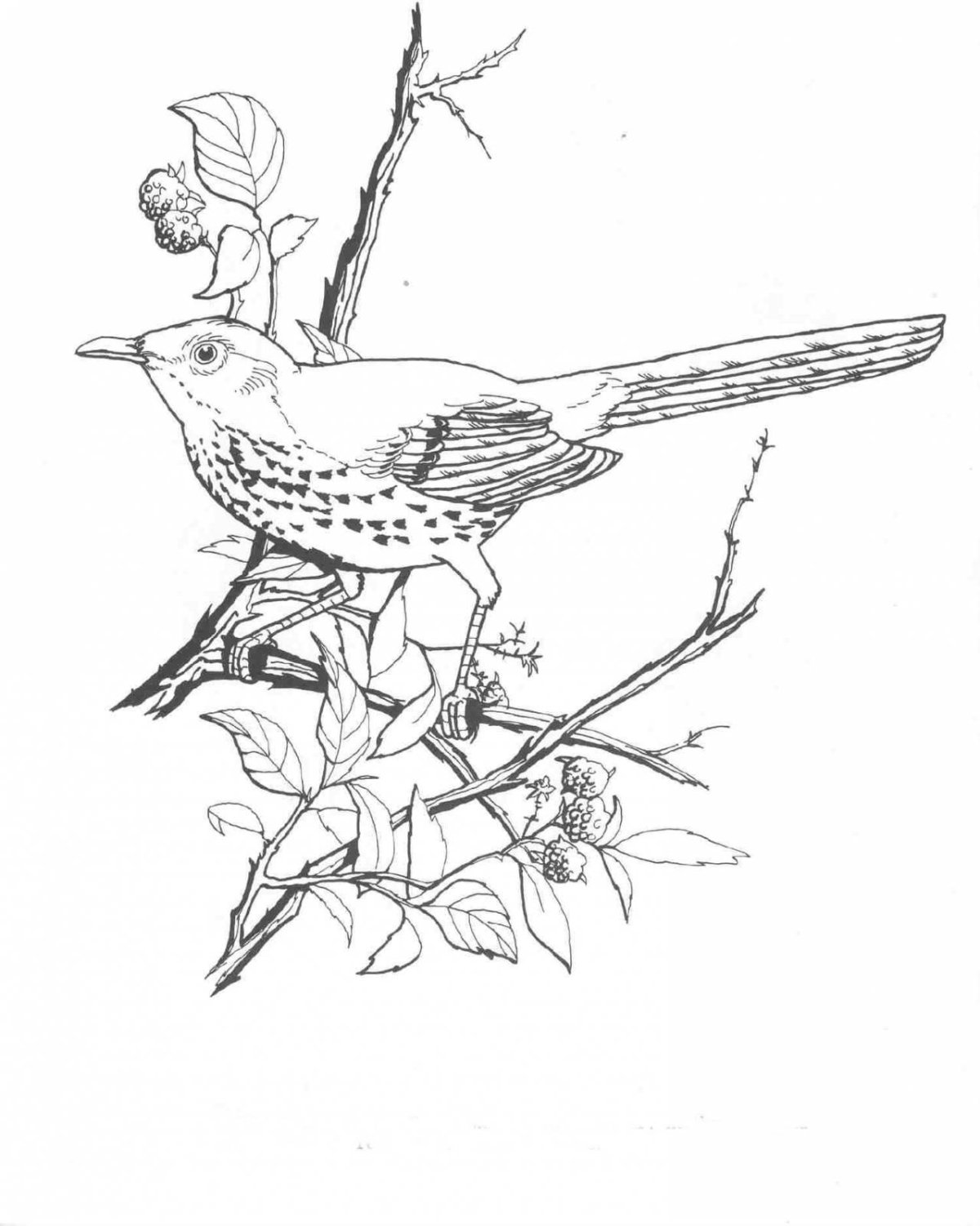 Лесные домишки оранжевое горлышко