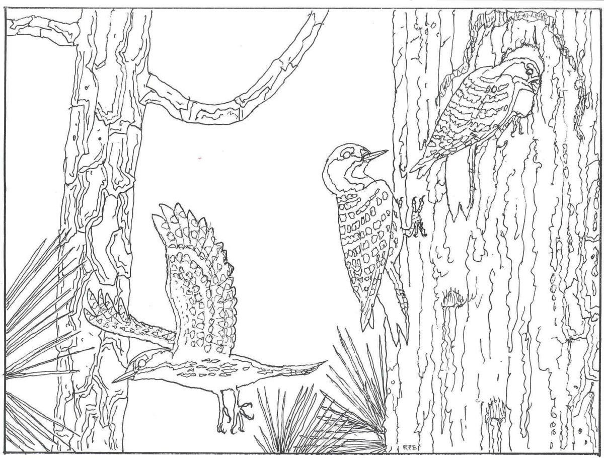 Лесная мышь раскраска