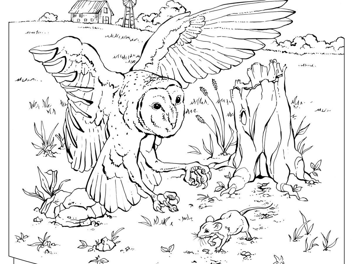 Лесные птицы раскраска