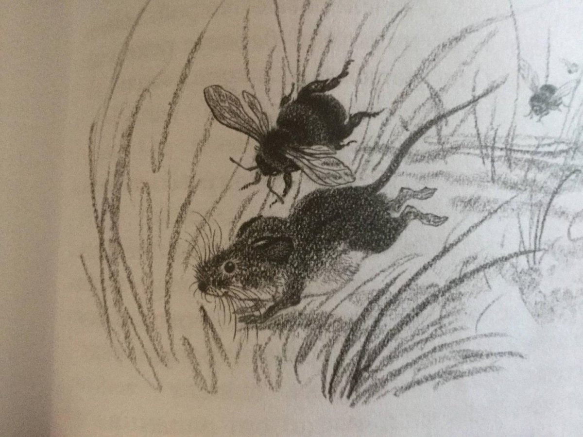 Сказка про козявочку раскраска