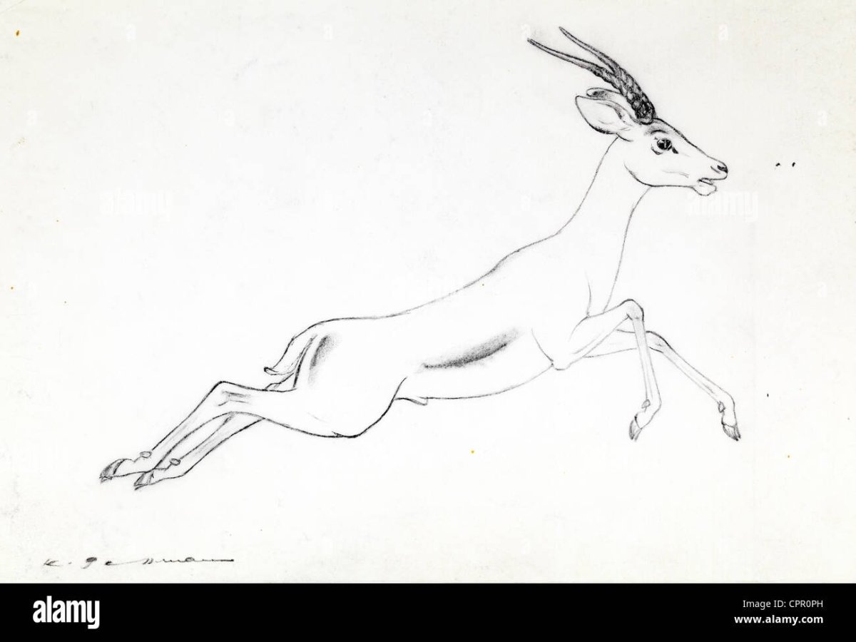 Раскраска Газель животное