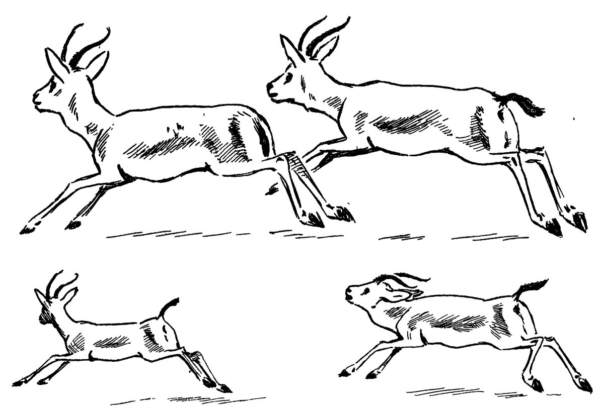 Раскраска олень Бэмби