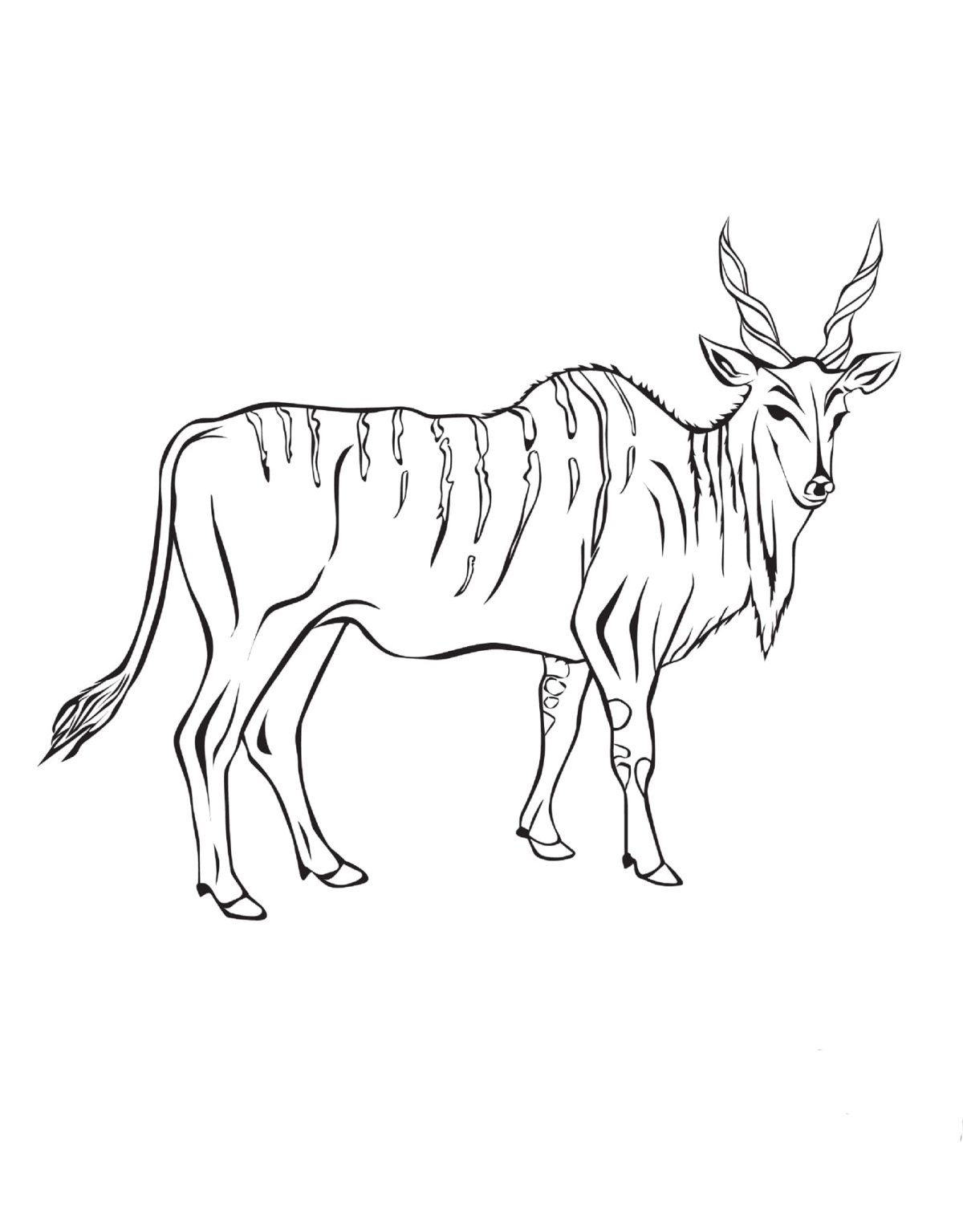 Антилопа раскраска для детей