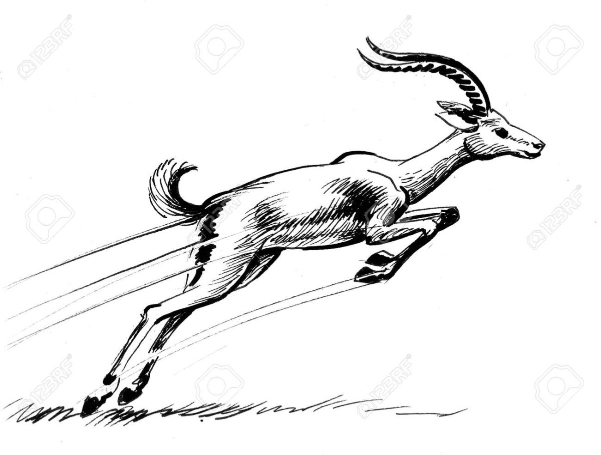 Золотая антилопа раскраска для детей