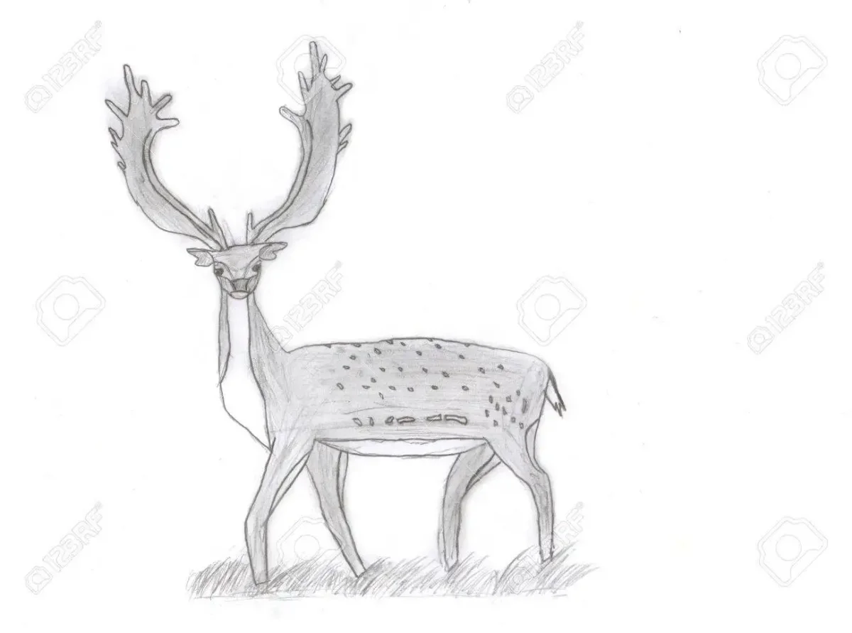 Лань спереди рисунок