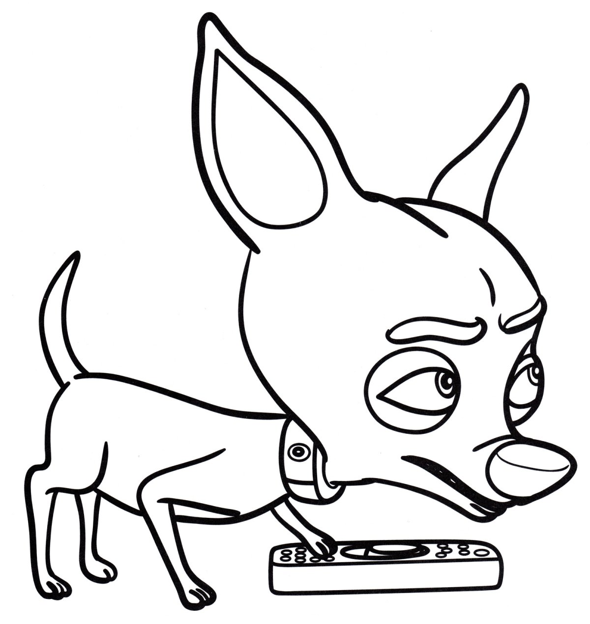 Чихуахуа кусачка