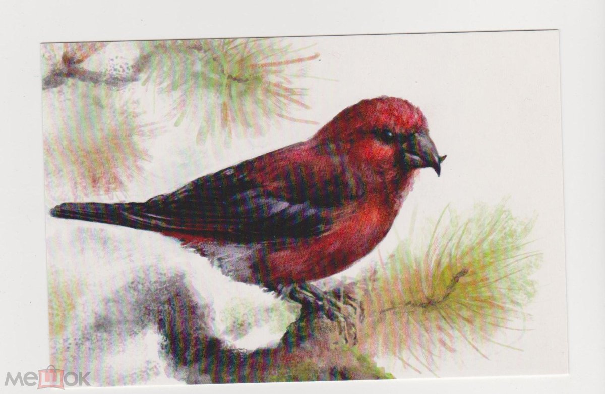 Зимующие птицы раскраски для детей