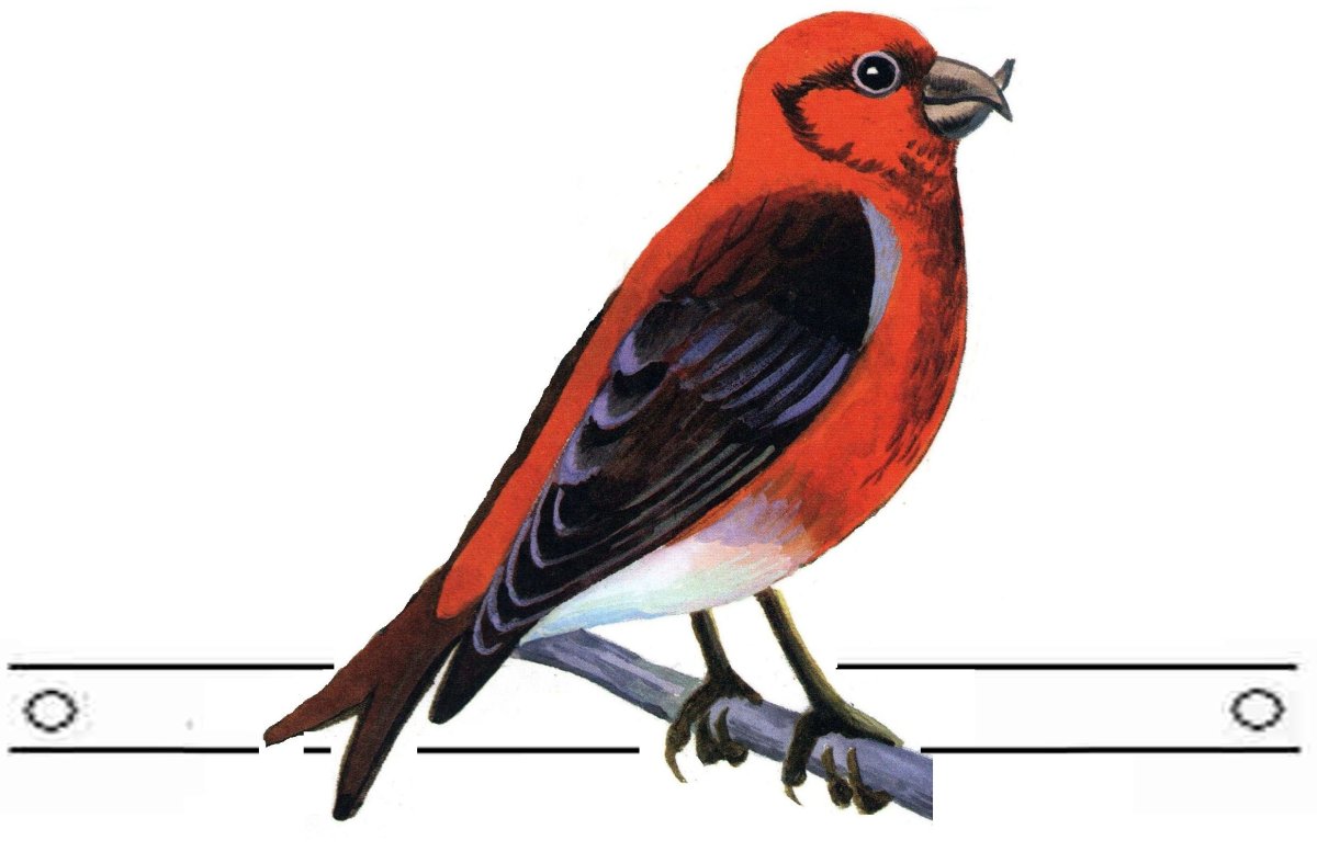 Раскраска зимующие птицы Клест