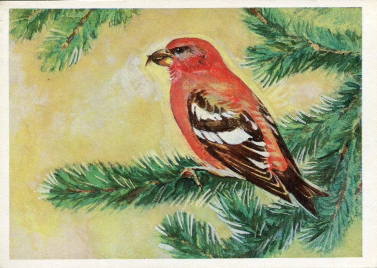 Птицы штриховка для детей