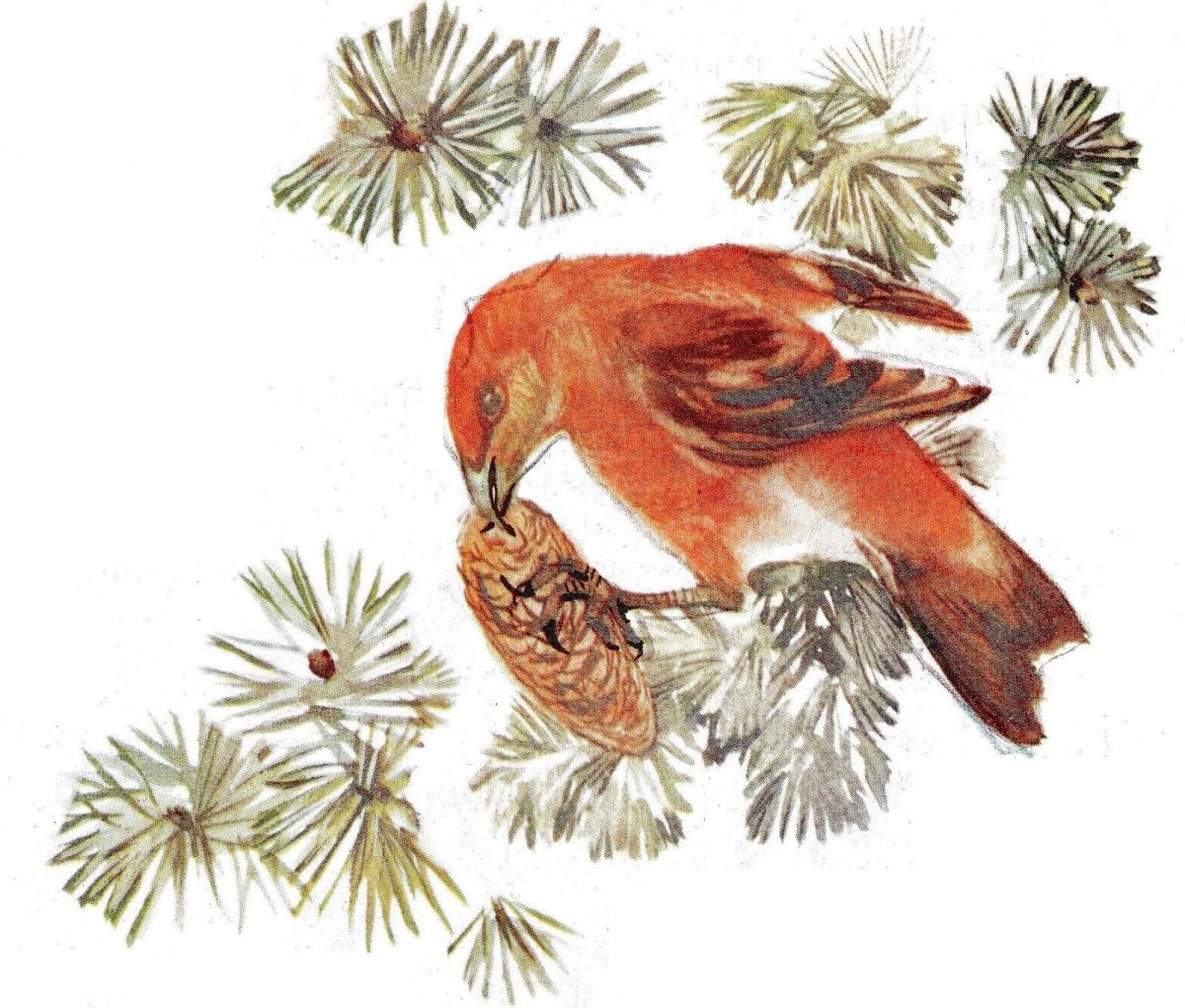 Карточка зимующие птицы Клест